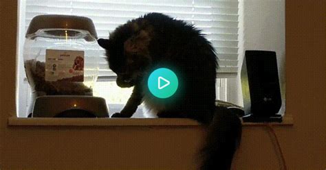 One Cat Eats So Fast He Vomits While This Dainty Bastard Can T Be