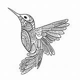 Mandala Coloring Pages Hummingbird Colouring Color Tattoo Drawing Bird Animal Adult Zentangle Kids Sheets Cute Animals Printable Books Choose Board sketch template