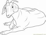 Goat Coloring Relaxing Pages Goats Coloringpages101 Online sketch template