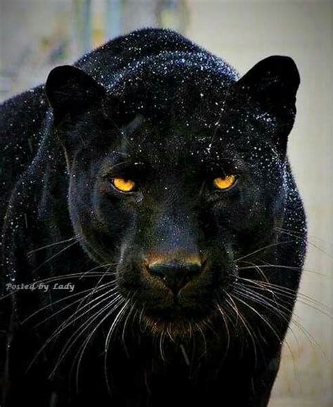zwarte panter black panther images  pinterest big cats black panthers  wild animals