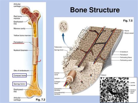 bone structure powerpoint    id