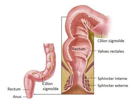 définition rectum