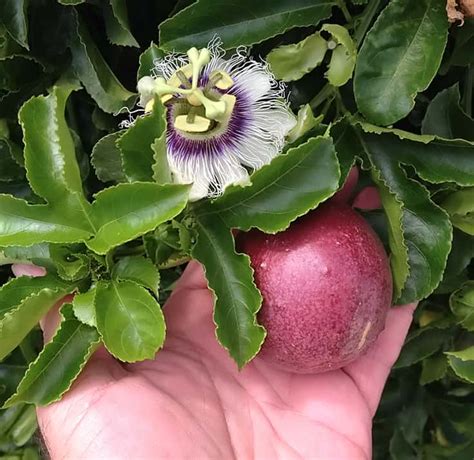 2 Passiflora Edulis Possum Purple Passion Fruit Starter Plants Plantly