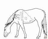 Horse Coloring Pages Mustang Wild Horses Para Drawing Grazing Bucking Colorear Outline Pastando Printable Beautiful Caballos Color Running Dibujos Sketch sketch template