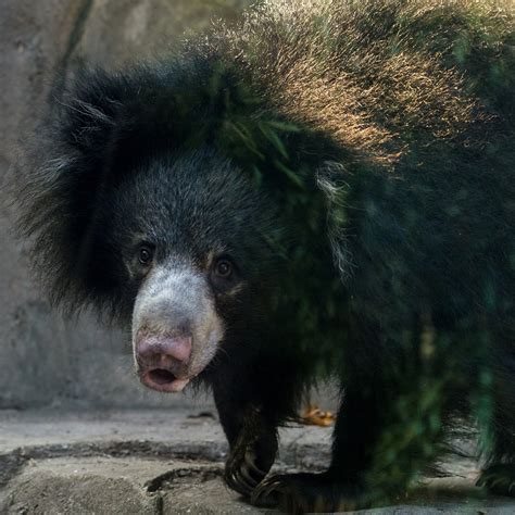 sloth bears recognize  images  representations   objects