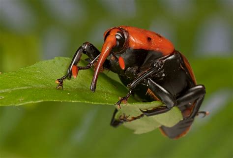 foto foto serangga  menakjubkan