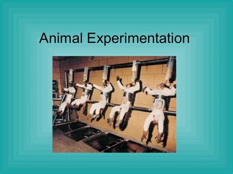 animal experimentation