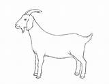 Goat Drawing Draw Sketch Goats Drawings Line Animal Easy Animals Sketches Step Nubian Side Body Cartoon Face Basic Board Pencil sketch template