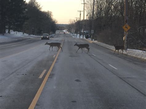 deers  crossing   deer crossing sign rmildlyinteresting