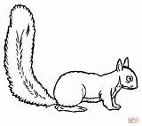 Squirrel Coloring Pages Flying Color Print Printable Supercoloring Kids Drawing Animals sketch template