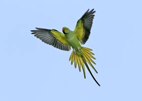 hd animals flying green parrot