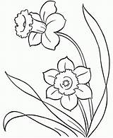 Snowdrop Drawing Flower Drawings Line Snowdrops Getdrawings sketch template