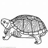 Colouring Turtles Clipart Educational Eastern Bestappsforkids Migrate Views Clipartmag sketch template