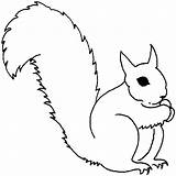 Squirrel Coloring Gray Pages Chipmunk 1051 12kb Drawings sketch template