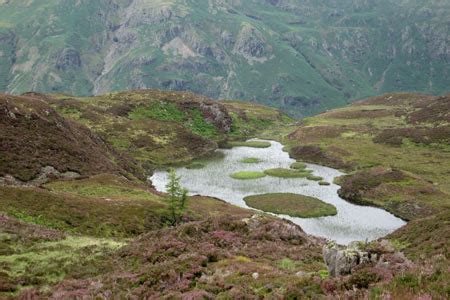 lingmoor tarn  lingmoor fell photo