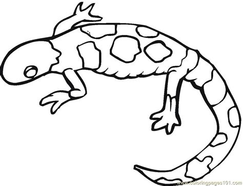 lizard coloring pages    print
