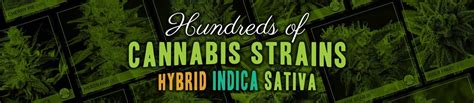 cannabis strains marijuana strains  social weed