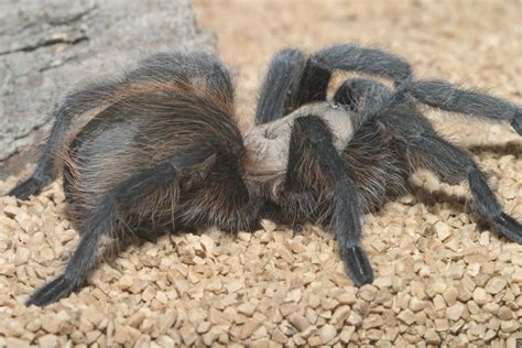 tarantulas   courting insects   city