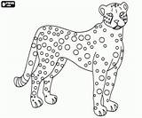 Felinos Colorir Gepard Cheetah Malvorlage Katachtige Afrikaanse Cheeta Pintada Onça Ausmalbilder Guepard Tijger Malvorlagen Tigre sketch template