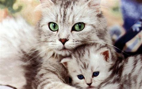 beautiful cat  kitten cats wallpaper  fanpop