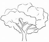 Dibujos Arbol Araguaney Colorear Arboles Dibujados árboles árbol Arbre Dessins Colección Drzewo Rysunek sketch template