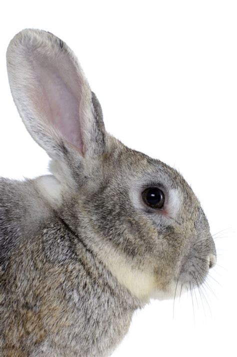 rabbit head stock image image  life breed mammal