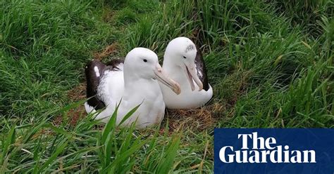 Amused Us For Years Rob The Unappealing Albatross