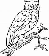Coloring Owl Pages Color Owls Colouring Birds Prey Bird Wood Ville sketch template