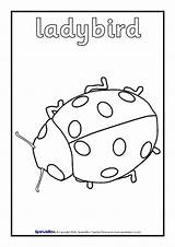 Colouring Sparklebox Minibeast Minibeasts Sheets Related Items sketch template
