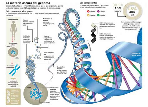 La Materia Oscura Del Genoma Invdes