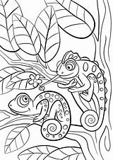 Kleurplaat Dieren Kleine Wilde Kameleon Schattige Chameleons Chameleon Printen Grote sketch template