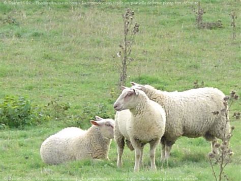 photo de mouton moutons   sur  animauxcom