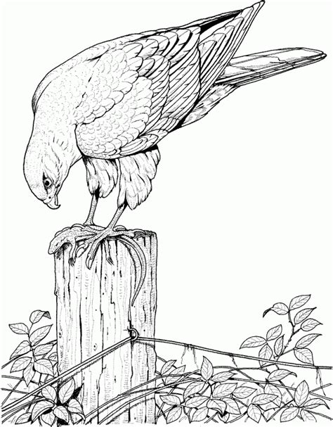 realistic bird coloring pages  adults enjoy coloring