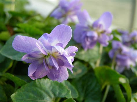 limagerie moleculaire au coeur des violettes de toulouse jardins de