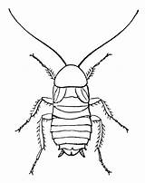 Cockroach Clipart Hissing Drawing Etc Clip Nymph Cliparts Clipartpanda Wikiclipart Getdrawings Medium Large Clipground Library Related sketch template