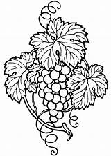Coloring Vines Vine Grape sketch template