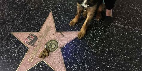 donald trump s hollywood star is covered in piss and s t the daily dot