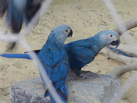 spixs macaw  sale exotic parrot breeders parrots  sale
