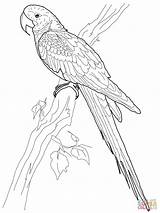 Macaw Coloring Pages Hyacinth Printable sketch template