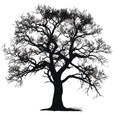 tree silhouette png tree silhouette tree png tree png transparent