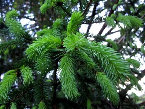 grow pines  cuttings totorus