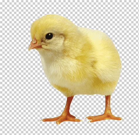 pollito amarillo pollo pato aves incubadora aves pollito animales galliformes mundo png