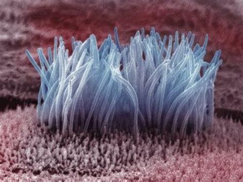 scientists  blaming cilia  human disease scientific american