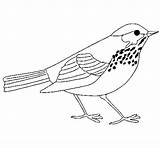 Zorzal Thrush Tordo Pardal Colorare Pajaro Turpial Disegno Pintar Bird Aves Acolore sketch template