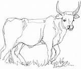 Cow Drawing Line Cattle Yard Steer Front Drawings Ink Pen Getdrawings Never Now Longhorn Index Paintingvalley sketch template