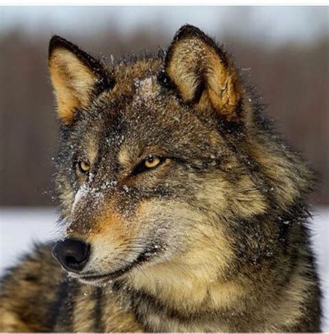 images  wolf face  pinterest wolves coyotes   wolf