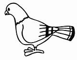 Pigeon Printable sketch template