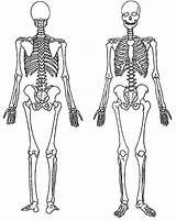 Skeleton Human Bones Anatomy Netart Humano Locomotor Esqueletos Male Abrir sketch template