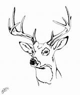 Head Drawing Stag Deer Coloring Getdrawings sketch template