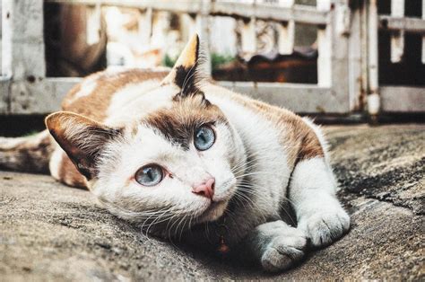 expert tips  stray cat diseases lovetoknow